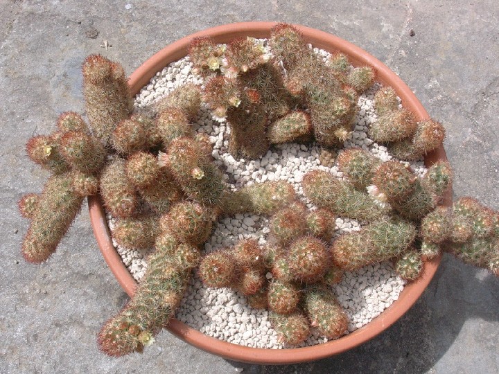 Mammillaria elongata 