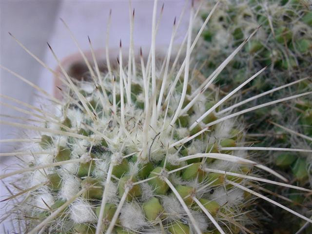 Mammillaria karwinskiana ssp. nejapensis 