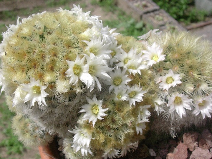 Mammillaria carmenae 