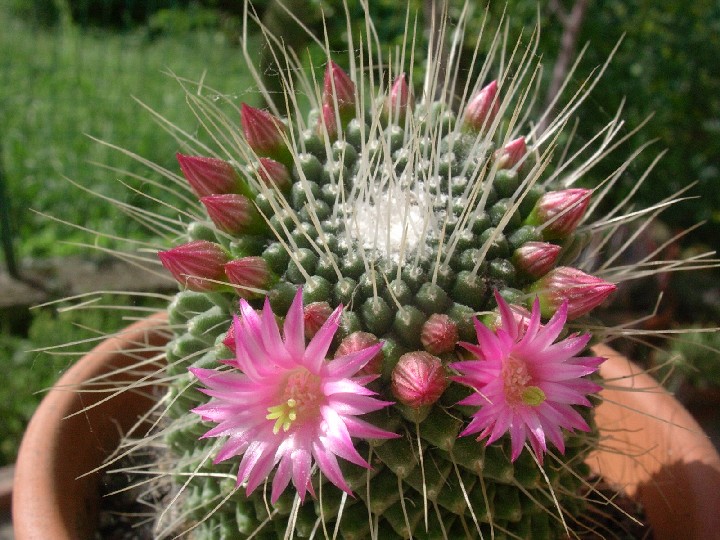 Mammillaria spinosissima cv. un pico 