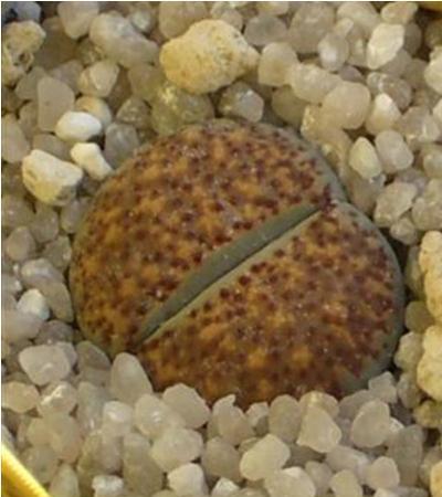 Lithops verruculosa C 95