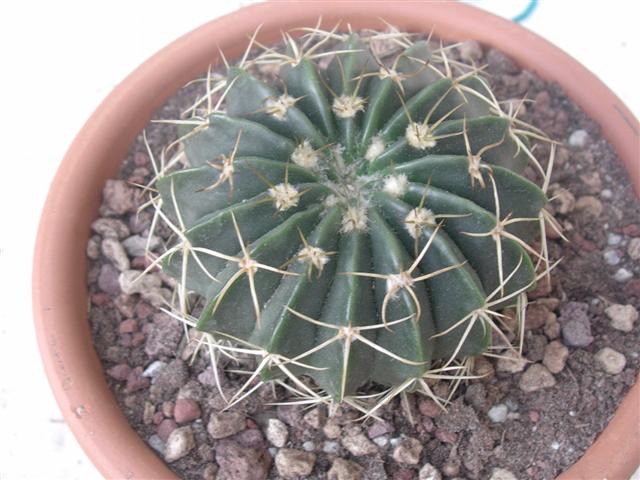 Wigginsia sellowii 
