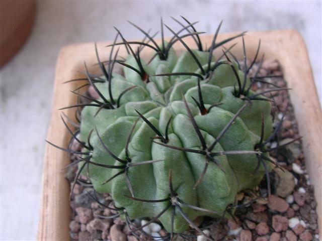 Neoporteria paucicostata 