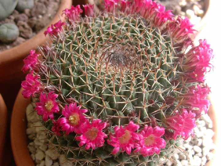 Mammillaria mystax 