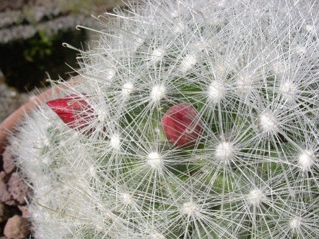 Mammillaria senilis 