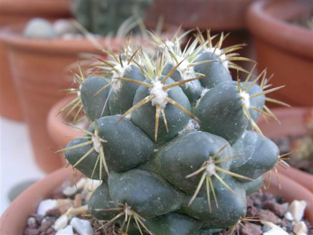 Coryphantha andreae 