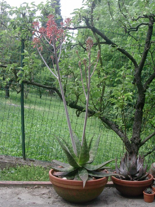 Aloe saponaria 