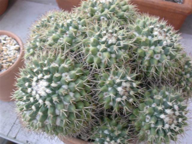 Mammillaria compressa 