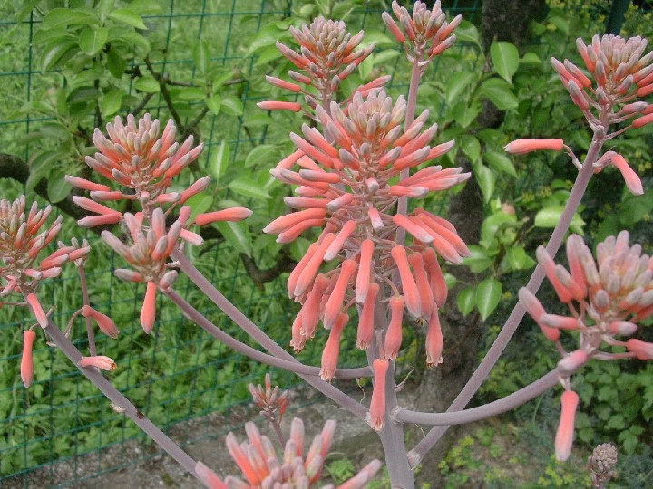 Aloe saponaria 