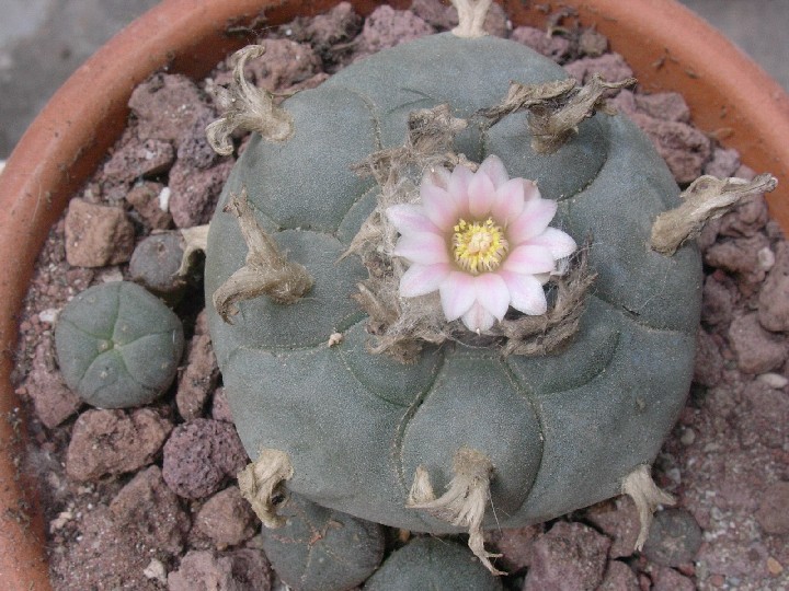 Lophophora williamsii 