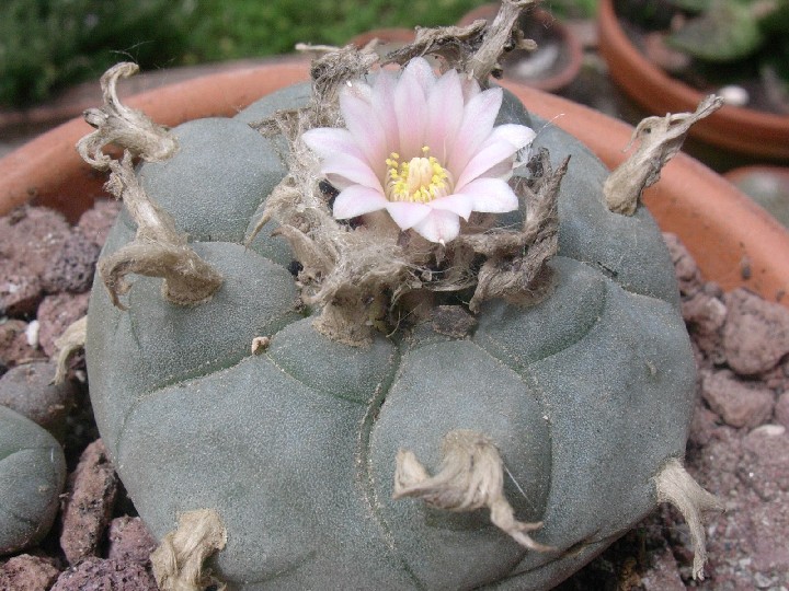 Lophophora williamsii 