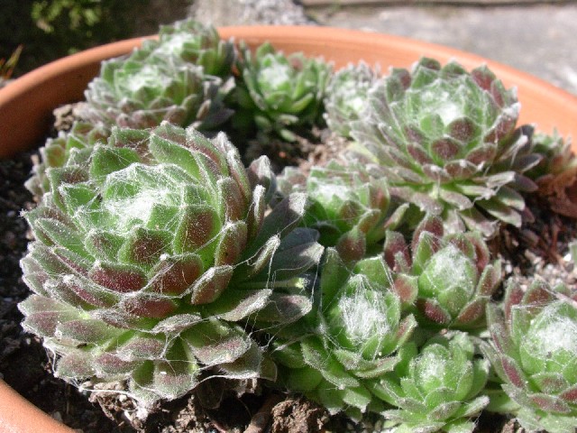 Sempervivum arachnoideum 