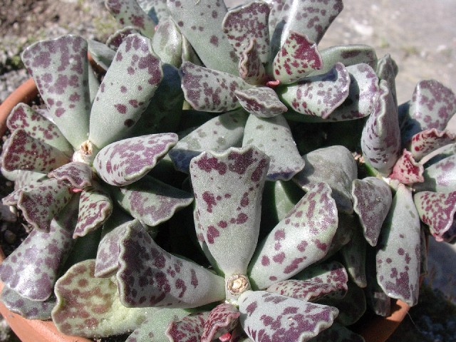 Adromischus cooperi 