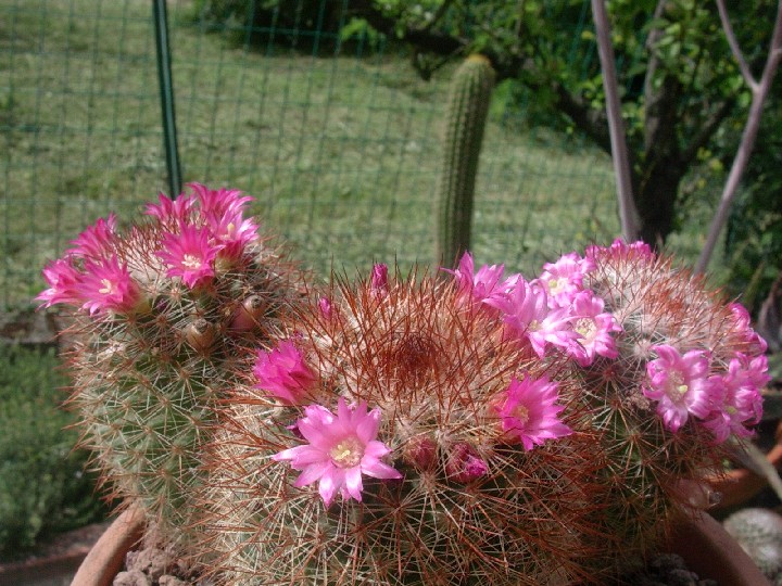 Mammillaria spinosissima 