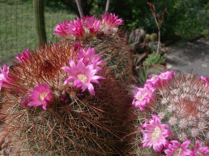 Mammillaria spinosissima 
