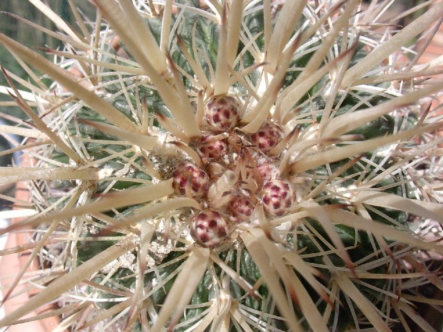 Stenocactus vaupelianus 