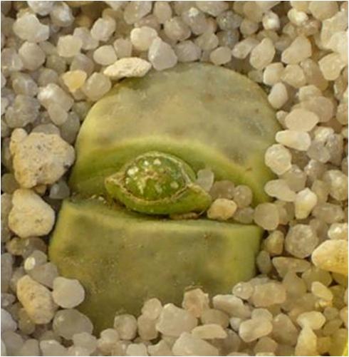 lithops dinteri cv. dintergreen