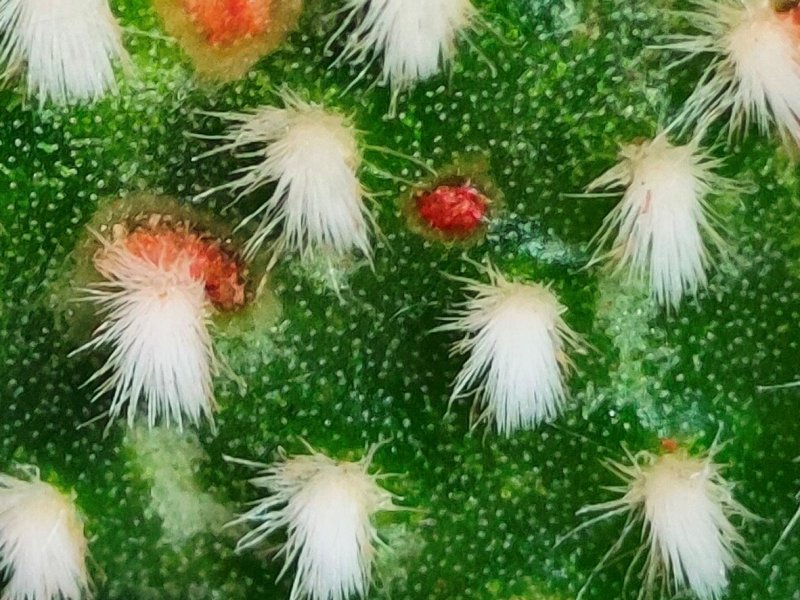 Opuntia microdasys 