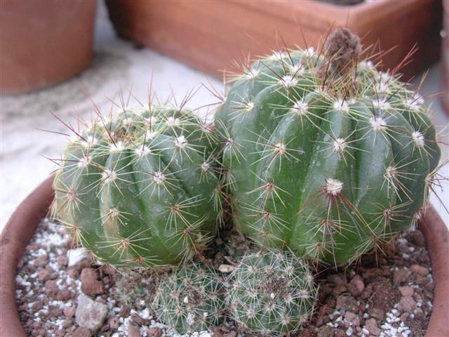 Parodia ottonis 