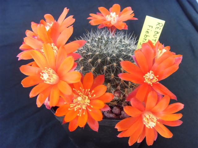 Rebutia fiebrigii 