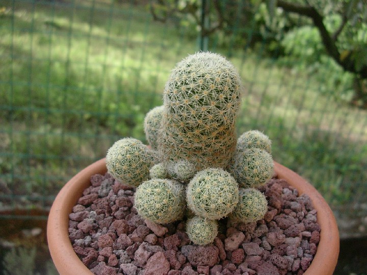 Mammillaria giselae 