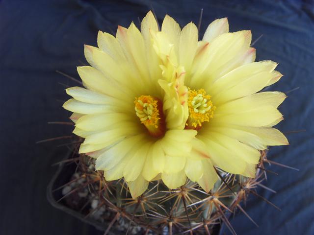 Coryphantha cornifera 