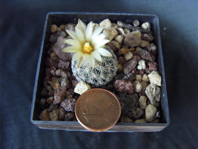 Turbinicarpus schmiedickeanus ssp. dickisoniae 