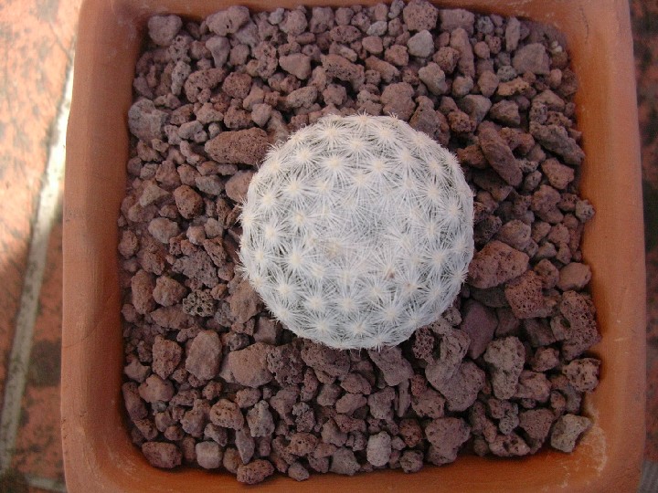 Mammillaria humboldtii 