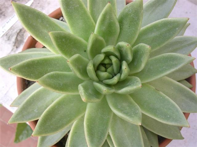 Echeveria agavoides 