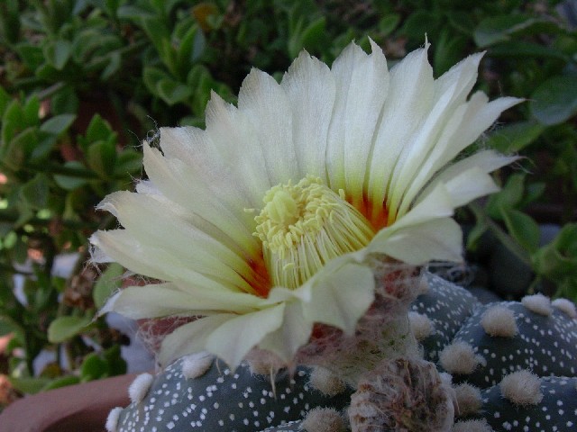 Astrophytum asterias 