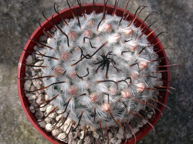 Mammillaria perezdelarosae 