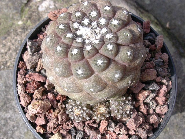 Copiapoa hypogaea v. barquitensis 