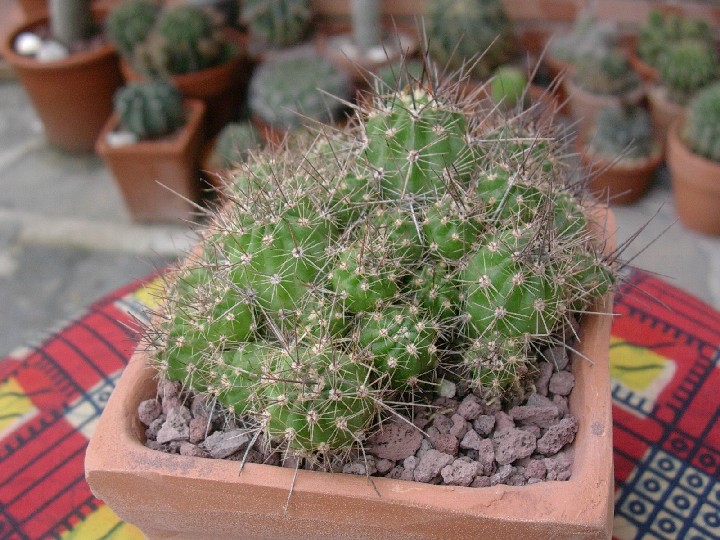 Lobivia rauschii 