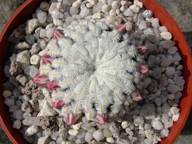 Mammillaria pectinifera 