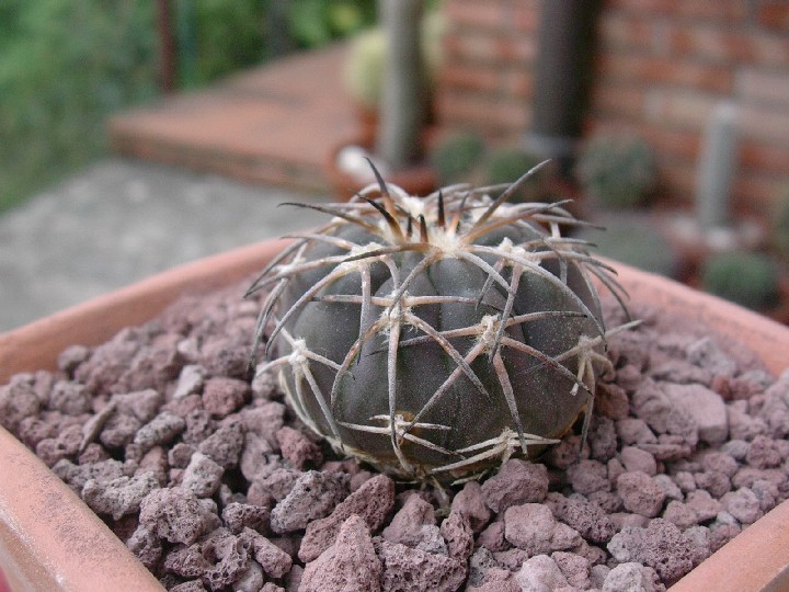 Gymnocalycium spegazzinii v. punillense 