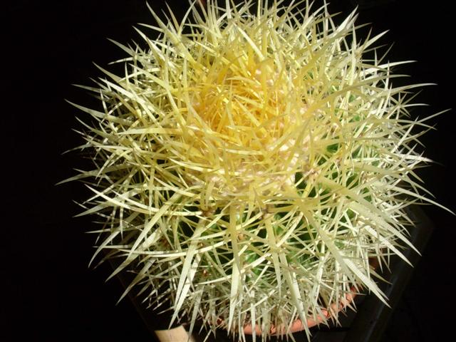 Echinocactus grusonii 