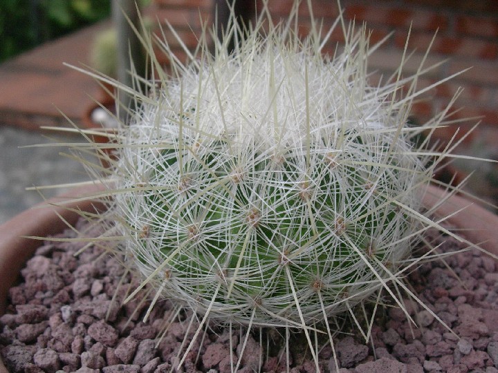 Thelocactus macdowellii 