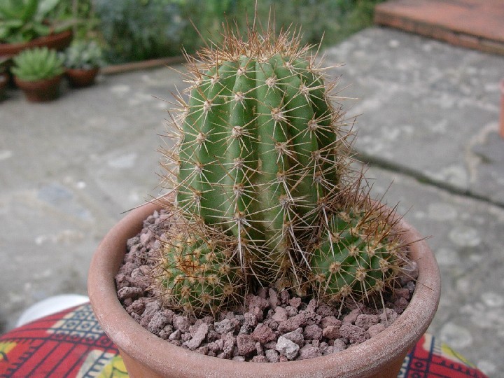 lobivia grandiflora v. longispina