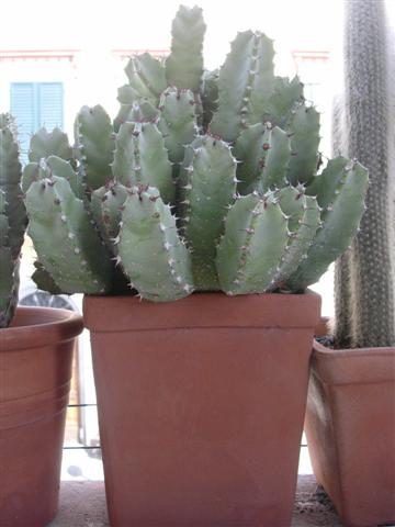 Euphorbia resinifera 