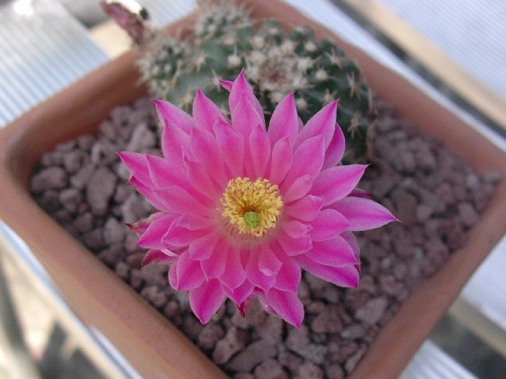 Echinocereus  pulchellus 