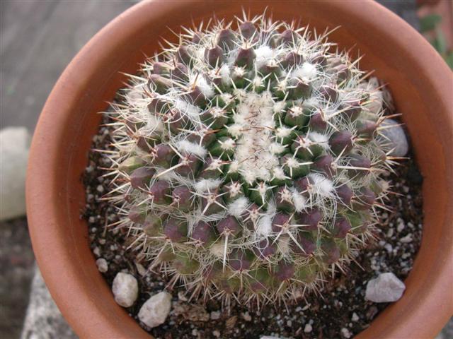 Mammillaria priessnitzii 