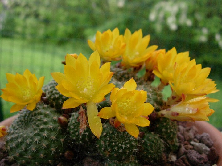 Rebutia marsoneri 