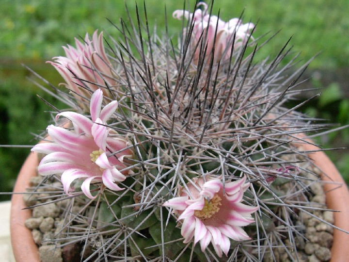 Mammillaria melanocentra 