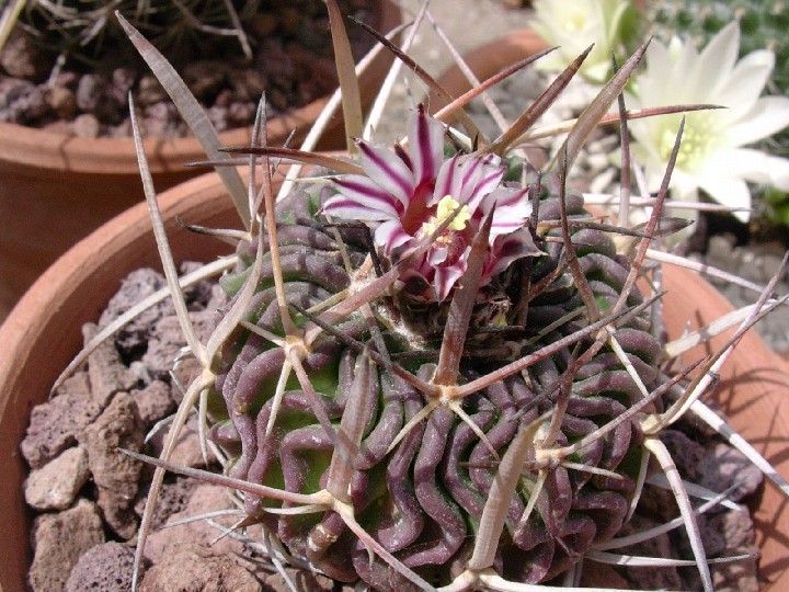 Stenocactus pentacanthus 