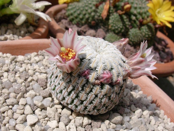 Mammillaria Pectinifera 