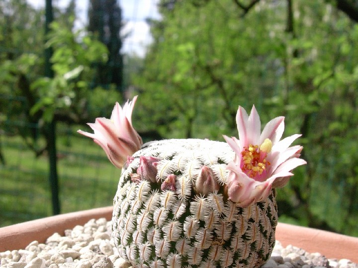 Mammillaria pectinifera 