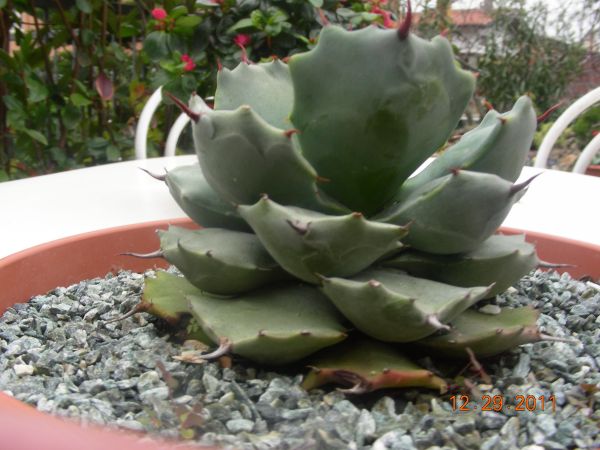 Agave potatorum 