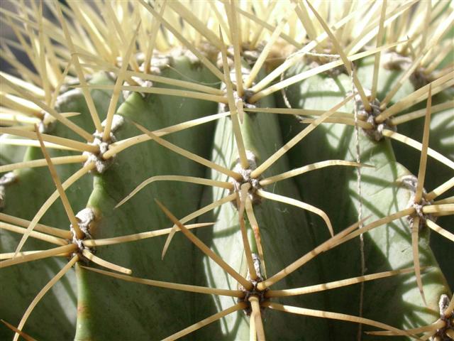 Ferocactus glaucescens 