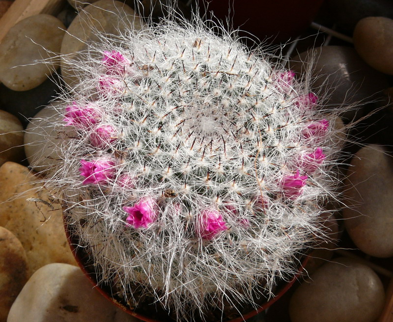 Mammillaria hahniana 