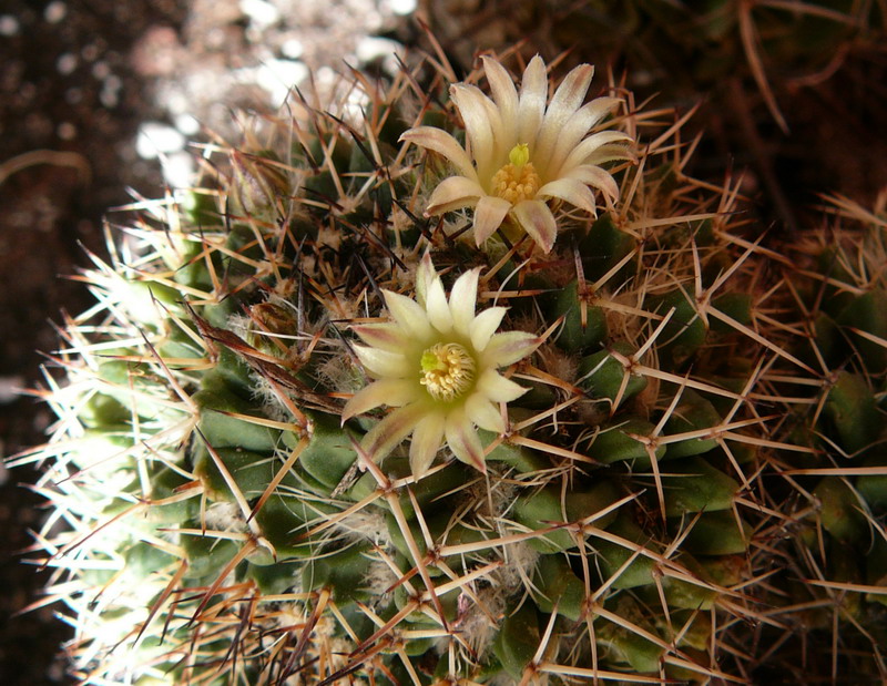 Mammillaria karwinskiana ssp. beiselii 